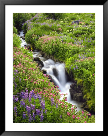 Elk Cove Creek Flowing Through Meadow Of Wildflowers, Mt. Hood Wilderness, Oregon, Usa by Steve Terrill Pricing Limited Edition Print image