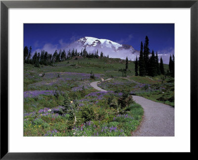 Mt. Rainier From Dead Horse Creek Trail, Mt. Rainier National Park, Washington, Usa by Jamie & Judy Wild Pricing Limited Edition Print image