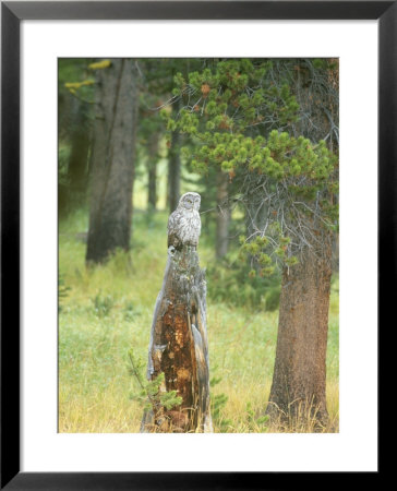 Great Gray Owl On Tree Stump, Yellowstone National Park by Norbert Rosing Pricing Limited Edition Print image