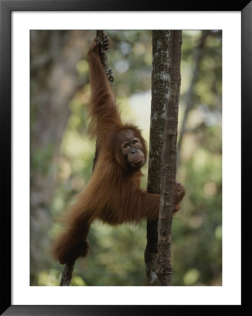 An Orangutan Climbs A Tree In An Orangutan Rehabilitation Center by Michael Nichols Pricing Limited Edition Print image