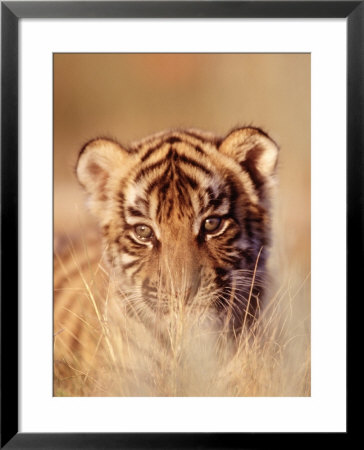 Bengal Tiger Cub, Panthera Tigris by Robert Franz Pricing Limited Edition Print image