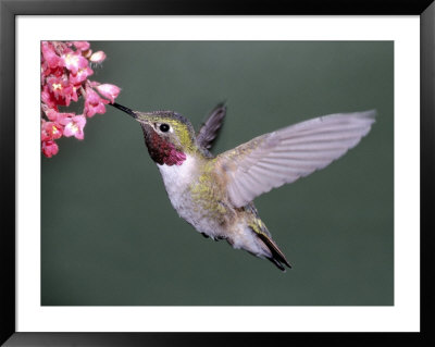 Male Broad Tail Hummingbird by Russell Burden Pricing Limited Edition Print image