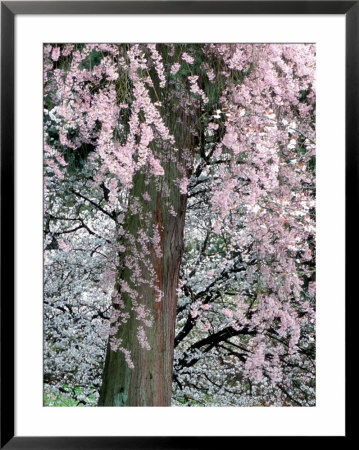 Cherry Blossoms And Red Cedar Tree Trunk, Washington, Usa by William Sutton Pricing Limited Edition Print image
