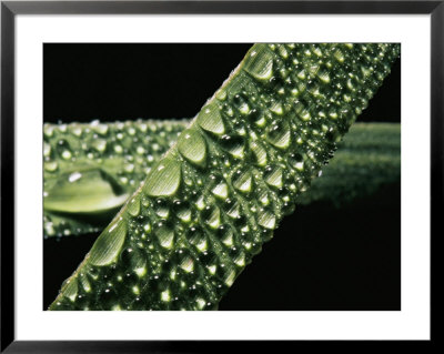 Early Morning Dew Covers Grass Leaves by Brian Gordon Green Pricing Limited Edition Print image