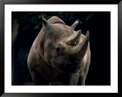 Black Rhinoceros (Rhino), An Endangered Species, Africa by James Gritz Pricing Limited Edition Print image