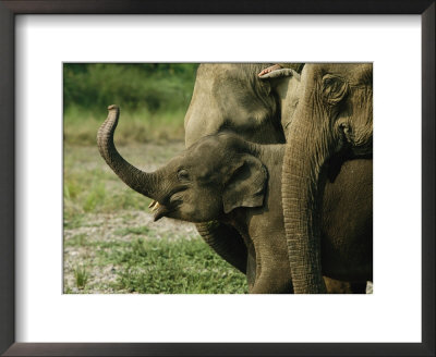 A Baby Asian Elephant And Adult Members Of Its Group by Steve Winter Pricing Limited Edition Print image
