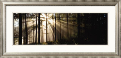 Sunlight Streaming Through Forest by Irving Underhill Pricing Limited Edition Print image