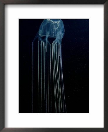 Box Jellyfish Or Sea Wasp, Poisonous, Australia by Karen Gowlett-Holmes Pricing Limited Edition Print image