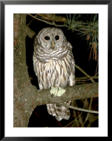 Barred Owl, Fletcher, Usa by Gustav Verderber Pricing Limited Edition Print image
