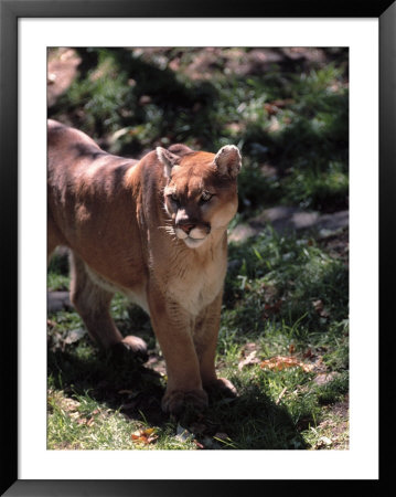 Florida Panther by Larry Lipsky Pricing Limited Edition Print image