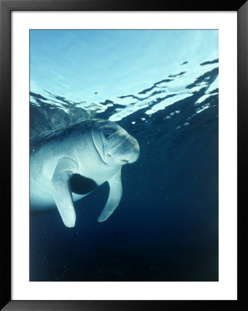 Manatee Underwater by Timothy O'keefe Pricing Limited Edition Print image