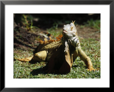 Iguana by Ernest Manewal Pricing Limited Edition Print image