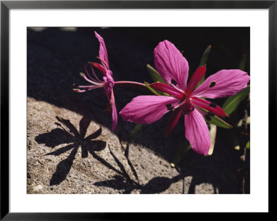 Dwarf Fireweed Flower Blooming In Alaska's Arctic National Wildlife Refuge by George F. Mobley Pricing Limited Edition Print image