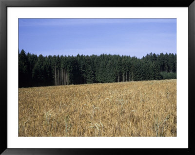 A Feild Of Barley Lies Next To A Forest On A Summer Afternoon, Bavaria, Germany by Taylor S. Kennedy Pricing Limited Edition Print image