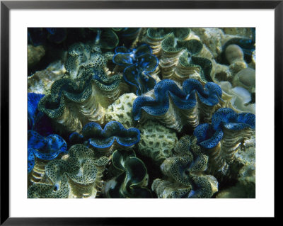 Giant Clams, Phoenix Islands by Paul Nicklen Pricing Limited Edition Print image