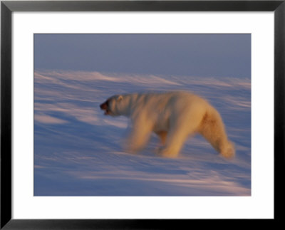 A Polar Bear Heads Off Into A Vast Snowfield by Paul Nicklen Pricing Limited Edition Print image