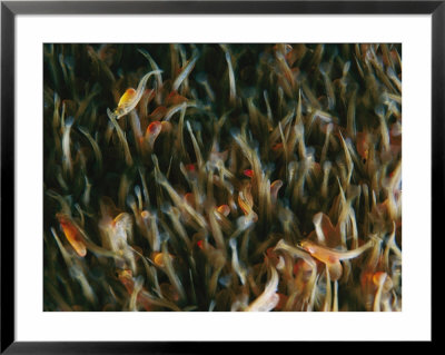 A Close View Of A Group Of Alevins, Recently Hatched Atlantic Salmon by Paul Nicklen Pricing Limited Edition Print image