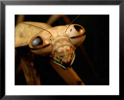 The Eyes And Mandibles Of A Mantid by George Grall Pricing Limited Edition Print image