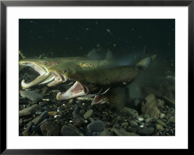 Atlantic Salmon Releasing Milt And Eggs In A Spawning Bed by Paul Nicklen Pricing Limited Edition Print image