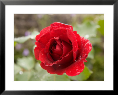 A Close View Of A Red Rose With Rain Drops On It by Taylor S. Kennedy Pricing Limited Edition Print image