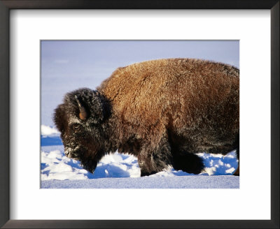 Bison In Snow, Yellowstone National Park, U.S.A. by Christer Fredriksson Pricing Limited Edition Print image