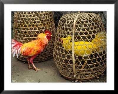 Fighting Cocks, Rosters, With Dyed Plummage Looking For A Way Out, Tenganan, Indonesia by Adams Gregory Pricing Limited Edition Print image