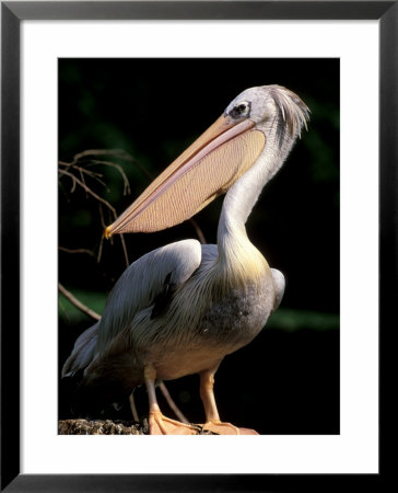 White Pelican, Everglades, Florida, Usa by Gavriel Jecan Pricing Limited Edition Print image