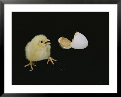 A Newly-Hatched Chick Stands Next To Its Egg by Robert Sisson Pricing Limited Edition Print image