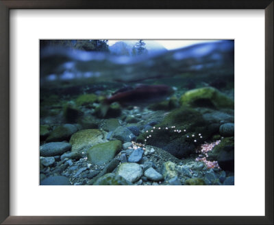 Split Level View Of Underwater, Clayoquot Sound, Vancouver Island by Joel Sartore Pricing Limited Edition Print image