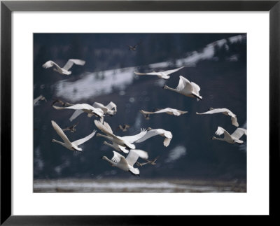 Swans Flying Low Over Water by Dr. Maurice G. Hornocker Pricing Limited Edition Print image