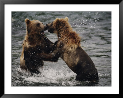 Two Grizzlies, Up On Their Hind Legs, Fight In The Water by Joel Sartore Pricing Limited Edition Print image