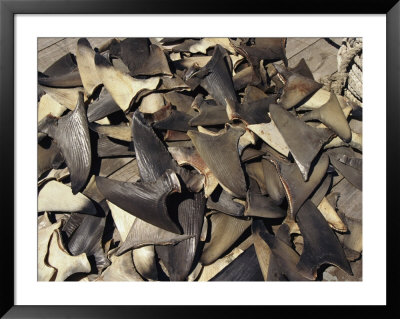 Shark Fins by Steve Winter Pricing Limited Edition Print image