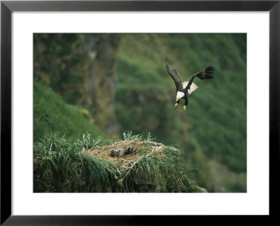 An American Bald Eagle Soars Toward Its Nest by Klaus Nigge Pricing Limited Edition Print image
