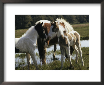 Two Wild Pony Foals Interacting Near A Grazing Adult by James L. Stanfield Pricing Limited Edition Print image