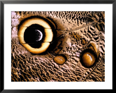 Owl Butterfly Wing, Rain Forest, Ecuador by Pete Oxford Pricing Limited Edition Print image