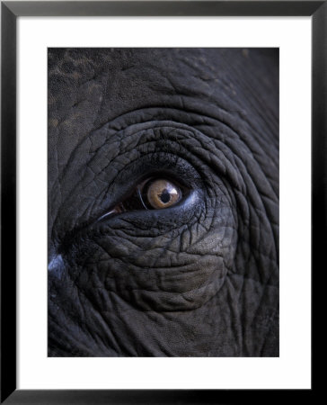Elephant In Bandavgarh National Park, India by Theo Allofs Pricing Limited Edition Print image