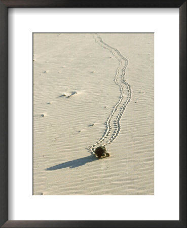 Texas Tortoise, Walking, Mexico by Patricio Robles Gil Pricing Limited Edition Print image