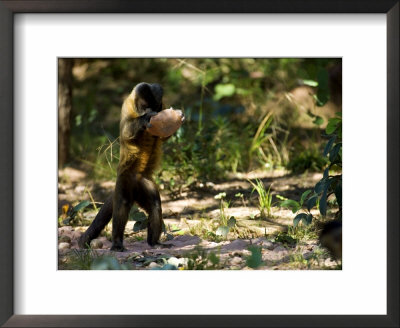 Brown Capuchin Monkey, Monkey Using Rock As A Tool To Break Brazil Nuts, Brazil by Roy Toft Pricing Limited Edition Print image