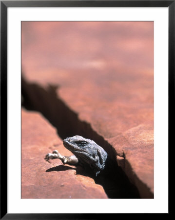 Chuckwalla Lizard, Grand Canyon National Park, Az by Wiley & Wales Pricing Limited Edition Print image