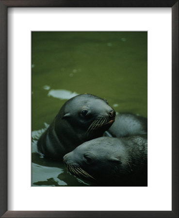 Steller Sea Lion Pups (Eumetopias Jubata), Alaska by Joel Sartore Pricing Limited Edition Print image