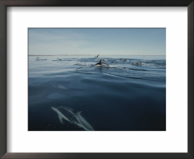 A Group Of Dusky Dolphins Herd And Feed On A School Of Anchovies by Bill Curtsinger Pricing Limited Edition Print image