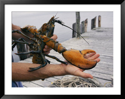 A Lobster Intended To Go Into A Research Pond by Stephen St. John Pricing Limited Edition Print image