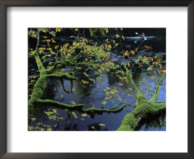 Moss-Covered Tree Limb Over Creek With Kayaker In Distance by Joel Sartore Pricing Limited Edition Print image
