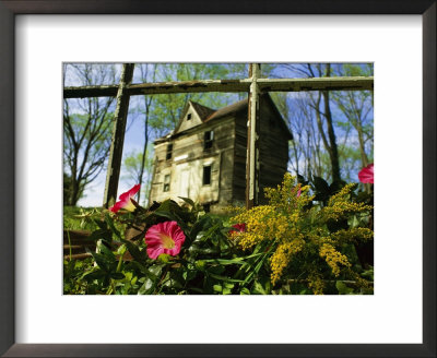 Morning Glory Flowers Grow In Front Of An Old House In Virginia by Annie Griffiths Belt Pricing Limited Edition Print image