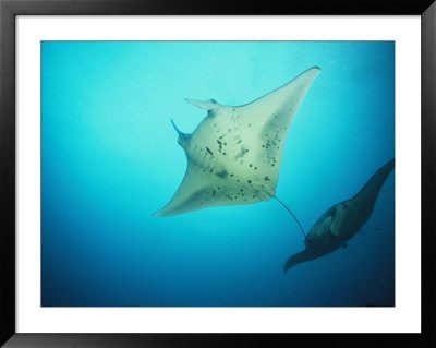 A Pair Of Manta Rays In The Waters Off The Yap Islands by Heather Perry Pricing Limited Edition Print image