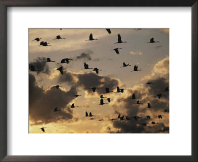Sandhill Cranes Are Silhouetted In Front Of Evening Clouds by Stephen Alvarez Pricing Limited Edition Print image