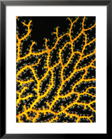Close Detail Of Skeletal Yellow Gorgonian Coral In The Red Sea, Ras Mohammed National Park, Egypt by Mark Webster Pricing Limited Edition Print image