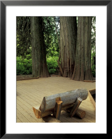 Western Red Cedars In The Grove Of Patriarchs, Mt. Rainier National Park, Washington, Usa by Jamie & Judy Wild Pricing Limited Edition Print image