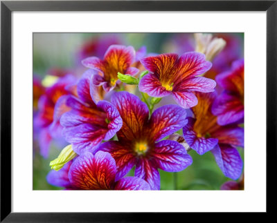 Painted Tongue Blooms, Sammamish, Washington, Usa by Darrell Gulin Pricing Limited Edition Print image