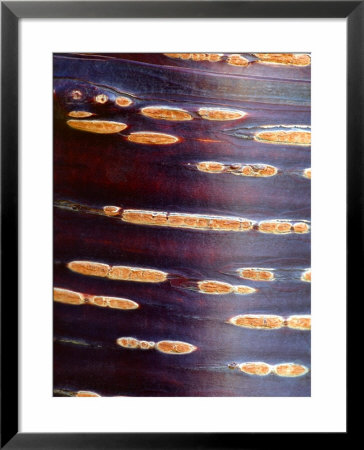 Prunus Rufa (Himalayan Cherry), Close-Up Bark by Susie Mccaffrey Pricing Limited Edition Print image